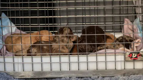 GMP About six puppies sleep together in a metal grid cage.