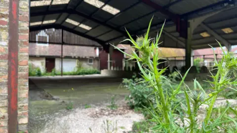 George Carden/BBC An old barn which has open sides, there's lots of overgrown plants around the yard after decades of not being used