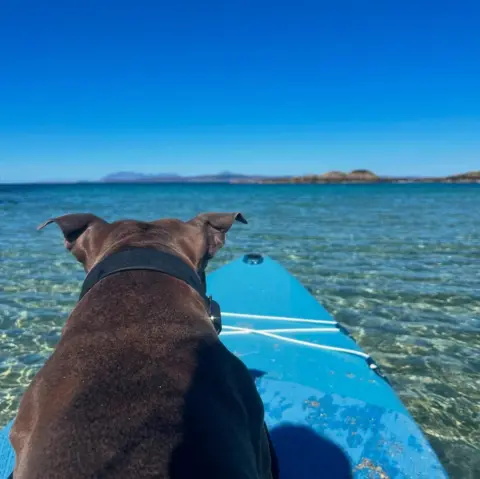 Laura Docherty A dog sits on a paddleboard  while in water. The picture has been taken from behind the dog, almost over his shoulder. 