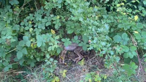 RSPCA A leafy bush with the legs of a dog's body visible poking out towards the middle of the image