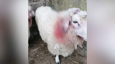 Dorset Police A sheep with an injured ear. The injury and surrounding blood on its wool has been blurred.