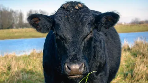 A black bull looking menacingly into the camera. There is grass and water behind it.