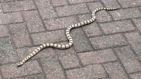 The snake mentioned in the story against a brick ground.