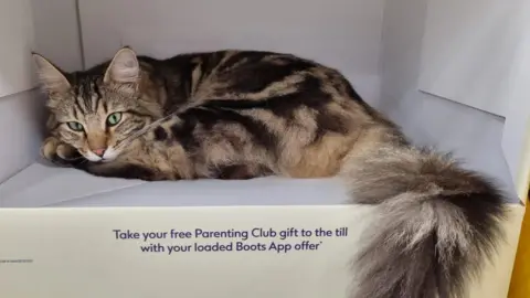 Ian Nelmes Fluffy tabby cat sitting inside a white cardboard box