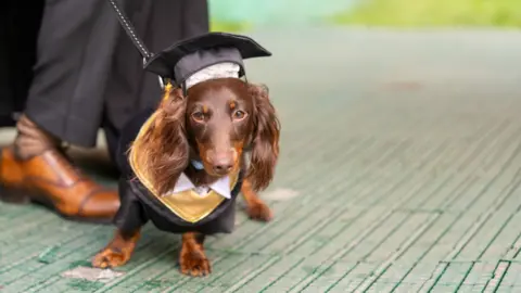 University of Bristol A dachshund is dressed in a graduation outfit and mortar board hat, standing on green decking. The dog is on a lead, with the legs of a person behind.