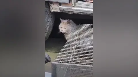 Cat Patrol A still image from a video showing a scruffy white furred cat sitting under a battered car next to a large steel cage