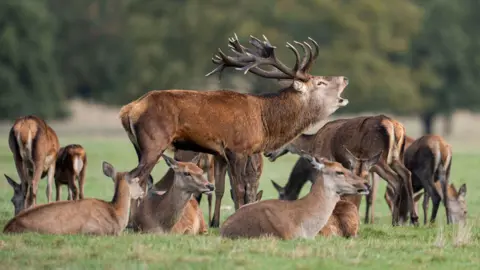 PA Media Deer in Richmond Park in south west London