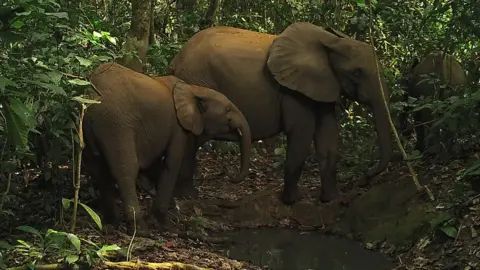 ZSL/MINFOF African elephants in the Dja reserve