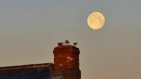 BBC Weather Watchers/Dan Seaham Harbour Lad A large full moon is shining in the sky in pale yellow. Two pigeons are standing on the top of a brown-brick chimney below.