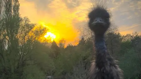 Malmesbury Animal Sanctuary Setting sun behind some trees, with an emu staring into the camera at close range.