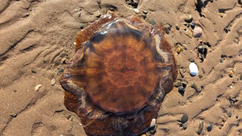 Lion's mane jellyfish dead on a beach