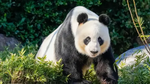 Wang Wang the Panda at Adelaide Zoo