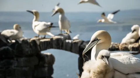 NatureScot Bass Rock gannets