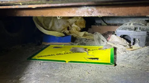 Central Bedfordshire Council Two dead rats under a counter in the bakery