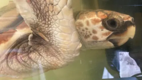 A close up image of Barnacle Bill, the turtle in a tank at the GSPCA. The image shows the ride of her head, which is several shades of brown with a circular pattern.