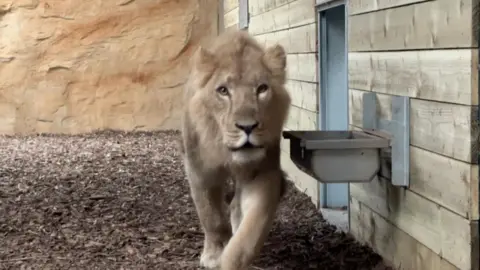 Ian Palmer/BBC A lion inside an enclosure. There is a drinking sink next to it.