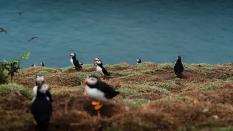 Welsh government Puffins