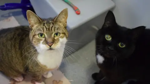 BDCH Cats at Battersea