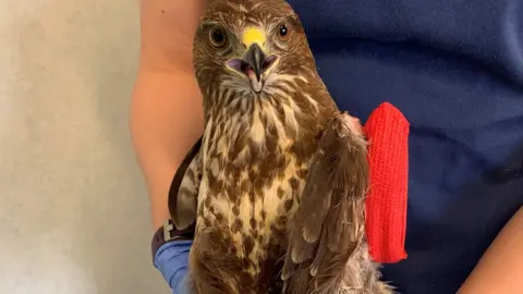 Northamptonshire Police Buzzard