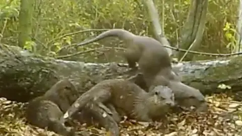 Suffolk Otter Group A family of three otters are captured on a camera, playing around a fallen tree trunk. Fallen leaves are dotted all along the ground around them. 