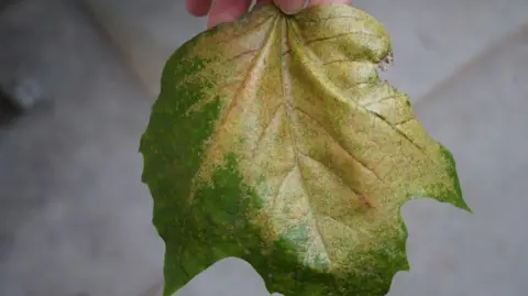  Fera/PA A green leaf has turned yellow from damage by a plane lace bug