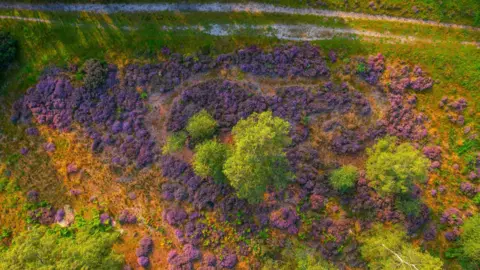 Sam Moore/PA Wire A drone image of Shortheath Common. There are green trees and purple plans.