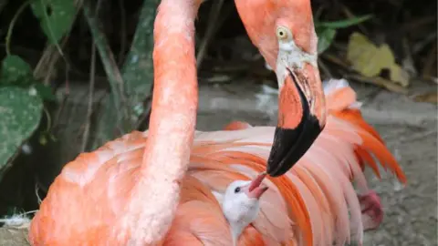 A flamingo feeding its white fluffy chick. The beak of the mother is pink, with black on it. The chick is white, small and fluffy and is nestled in the mother's feathers. There are green leaves in the background.