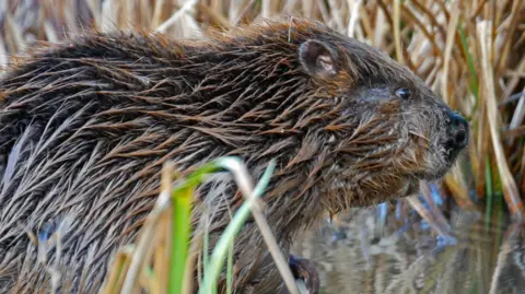 Dorset Wildlife Trust Beaver - generic