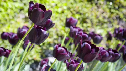 Getty Images Dark purple tulips