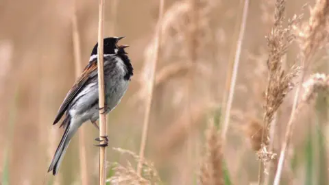 Steve Boot A reed bunting