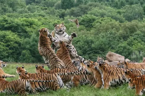 VCG via Getty Images A large group of Siberian tigers feeding