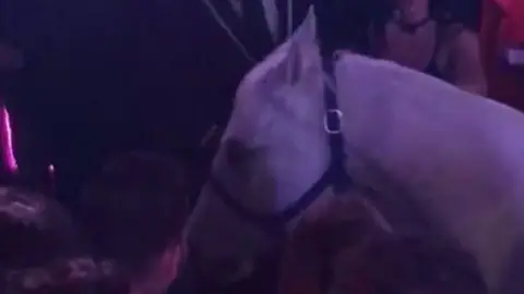 A white horse is pictured being led away after bucking off its rider in the Mokai Lounge in Miami