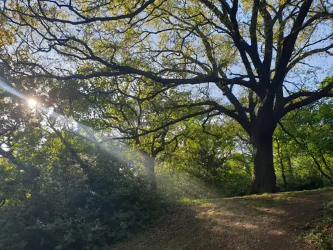 Caroline Jones Ray of sunlight shining through tree branches