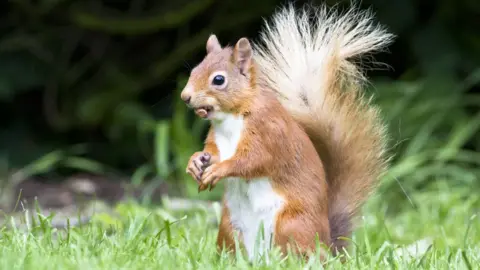 Steve Gardner Red squirrel