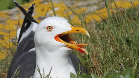 Dougie Holden/National Trust Images Lesser black-backed gull