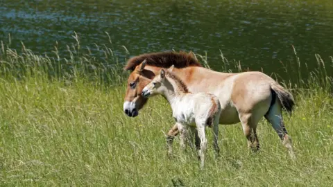 Marwell Zoo Basil the foal