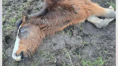 Fiona Harrison A horse lying dead in a muddy field.