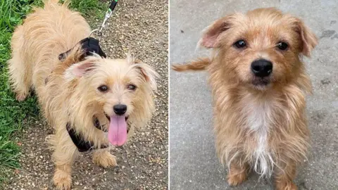 RSPCA Images side by side of a small dog, Ayla. The one of the left has its tongue out and is on a lead, while the one on the right is sat on concrete and looking directly at the camera. 