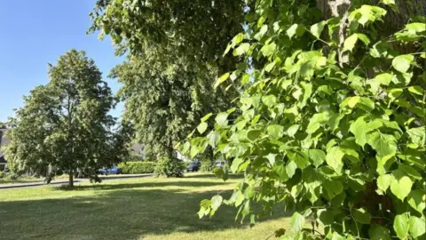 Mature trees on a grassy central strip of road, with houses just glimpsed behind. It is a sunny day and the sky is blue, with the trees casting shade on the grass.