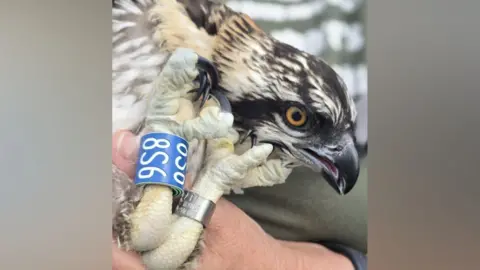 West Midlands Ringing Group A close-up of an osprey chick with a blue ring around one leg and a silver around anorher.