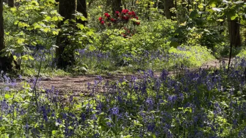 John Bent A woodland path with blue bells in the shady front and green shrubs, tree trunks and red flowers in the sunny backdrop.
