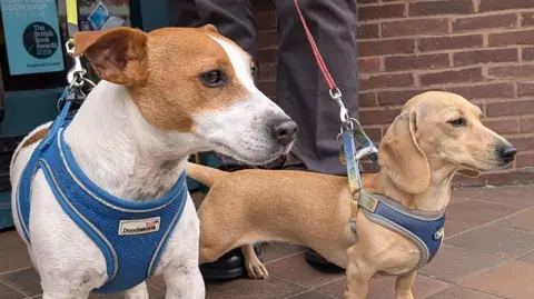 A Jack Russell cross and a dachshund stand on the threshold of a bookshop.