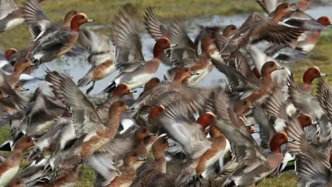WWT A flock of wigeon take flight over wet grassland. The small ducks are chestnut-coloured with outstretched brown wings.