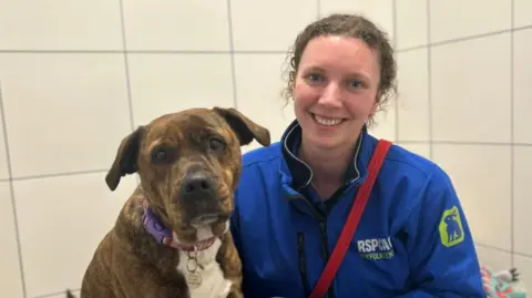 RSPCA Suffolk Central A brindle coloured Staffordshire Bull Terrier cross breed dog with a pink and purple collar sat next to a woman with a blue RSPCA jacket on who is smiling while looking into the camera. 