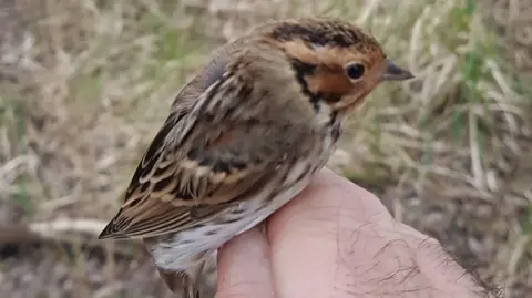 Keith Dean A Little Bunting bird spottted in Stanborough Reedmarsh Nature Reserve, Hertfordshire