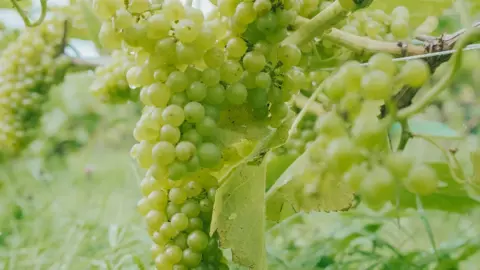 David Dennison Bunches of green grapes on vines