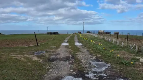 RCBC A section of coast overlooking the sea and the cloudy, blue sky beyond. The land is grassy with patches of gravel and mud. There are fences and posts planted in a line leading down to the edge. There is also a line a yellow daffodils on the right, and a tall telephone pole in the distance.