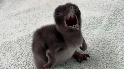 A small fluffy penguin chick with dark brown down and its beak wide open