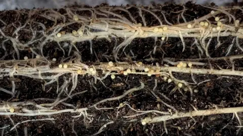 James Hutton Institute PCN on roots
