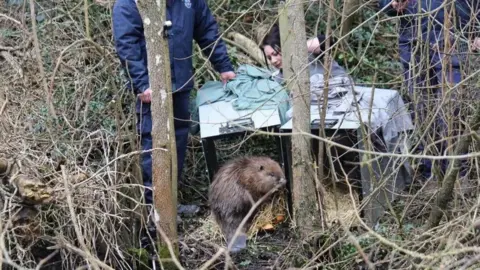 Shropshire Wildlife Trust A beaver being released from a container in a forest. A woman is kneeling by the container. Other people wearing blue overalls are standing by the containers. There are two containers but only one beaver can be seen in the photo.